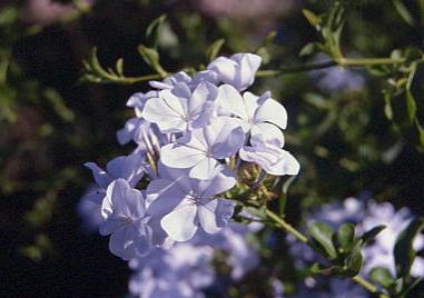 fiori_violetti.jpg 18.5K